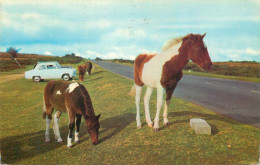 Animal Postcard Horses Poneys - Chevaux