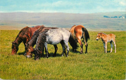 Animal Postcard Horses Ponies - Chevaux