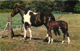 Animal Postcard Horses Ponies - Chevaux