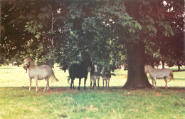 Animal Postcard Horse Ponies At Boreatton Park - Chevaux
