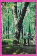 307442 / Russia Leningrad - The Summer Garden . Tree Oak Of Peter's Time PC USSR Russie Russland Rusland  - Árboles