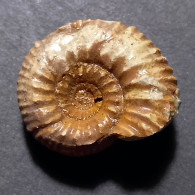 #CAELOCERAS MARESI Fossil, Ammonit, Jura (Frankreich) - Fossils