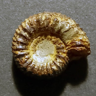 #CATACOELOCERAS ARMATUM Fossile, Ammonite, Jura (Frankreich) - Fossili