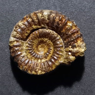 #CATACOELOCERAS CONFECTUM Fossile, Ammonite, Jura (Marokko) - Fossili