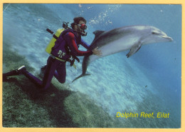 The Bottle Nose Dolphin And Diver - Dolphin Reef, Eilat, Israel - Delfines