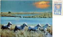 CHEVAUX En Camargue Nice Stamp Hourglass  - Chevaux