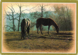 CPM - E - LA PASSION DU CHEVAL - PHOTO R.TROUYET - Chevaux