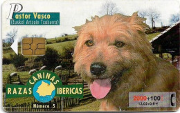 Spain - Telefónica - Razas Caninas Ibericas - Pastor Vasco - B-084 - Gem5 Black, 02.2000, 2.100PTA, 250.000ex, Used - Basisausgaben