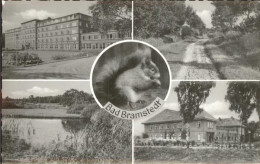 41387682 Bad Bramstedt Eichhoernchen  Bad Bramstedt - Bad Bramstedt