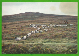 CP Rouding Up Sheep On Dartmoor DEVON - Dartmoor