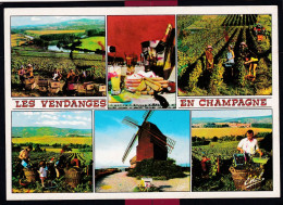 51 - Les Vendanges En Champagne De La Montagne De Reims Que Domine Le Moulin De Verzenay .... - Champagne-Ardenne