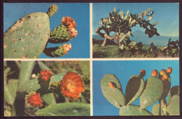 FLEUR ET FRUIT DU NOPAL - Cactusses