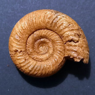 #KRANOSPHINCTES RABEI Fossile, Ammonite, Jura (Madagaskar) - Fossilien