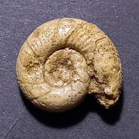 #LYTOCERAS RUGIFERUM Fossil, Ammonit, Jura (Frankreich) - Fossili