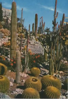 CACTUS DU JARDIN EXOTIQUE DE LA COTE D AZUR  COULEUR REF 14042 CHE - Cactusses