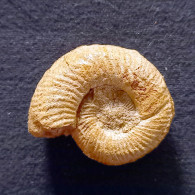 #PROPERISPHINCTES CLAROMONTANUS Fossile, Ammonite, Jura (Madagaskar) - Fossielen