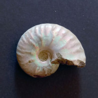 #UHLIGELLA BALMENSIS Fossile, Ammonite, Kreide (Madagaskar) - Fossielen