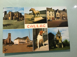 CALLAC — Multivues - Chien Épagneul Breton - Callac