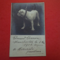 CARTE PHOTO LIEU A IDENTIFIER CHIEN MUNECHESTER 1906 - Chiens