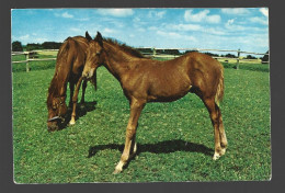 Paard Pferd Foal Horse Cheval Photo Card AK Foto Prentkaart Htje - Chevaux