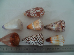 Coquillages - Seashells & Snail-shells