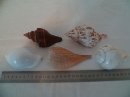 Coquillage - Seashells & Snail-shells