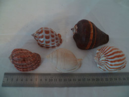 Coquillage - Muscheln & Schnecken