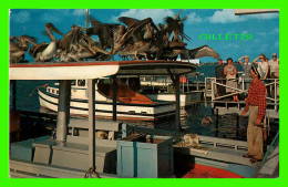 MIAMI BEACH, FLORIDA - PELICANS WAITING FOR DINNER - - Miami Beach