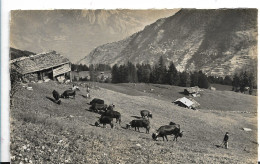 VALAIS MAYENS DE RIDDES N°14369 TROUPEAU DE VACHES EN PATURE  ET FERMIERS - Riddes