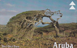 ARUBA(L&G) - Divi Divi Tree 2, CN : 608A, Used - Aruba