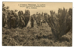 Malmedy (?)  L'Ardenne Pittoresque  La Cueillette Des Pois De Genévrier En Hautes Fagnes 560 M D'altitude - Malmedy