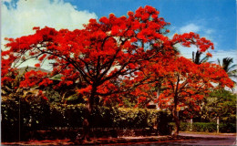 20-1-2024 (1 X 36) Fiji - Flame Tree In Flowers - Árboles