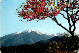 20-1-2024 (1 X 40) France - In Corsica (mountain & Trees) - Arbres