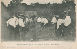 50 Environs De SAINT LO - Une Batterie De Sarrasin à Saint Georges   / TB - Saint Lo