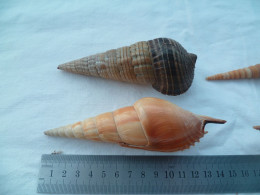 Coquillage Collection - Seashells & Snail-shells