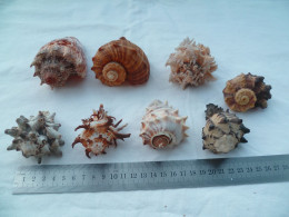 Coquillage Collection - Seashells & Snail-shells