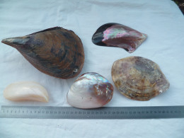 Coquillage Collection - Seashells & Snail-shells