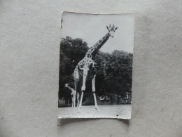 Girafe Soudan 427 Semflex - Girafes