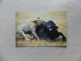 African Wildlife Lion On Kill Lion Attaquant Un Buffle 18 Sapra Studio - Lions