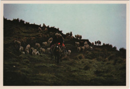 Campesina De Paramo Cerca Al Lago Culebrillas - & Sheep - Ecuador