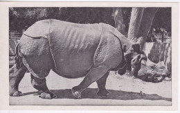 RHINOCEROS -  INDIAN RHINOCEROS - Rhinozeros