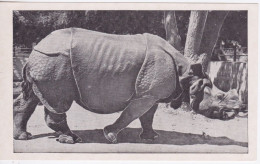 RHINOCEROS -  INDIAN RHINOCEROS - Neushoorn