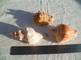 Coquillage Collection - Seashells & Snail-shells