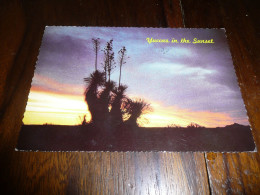 CARTE POSTALE MODERNE CPM ETATS UNIS NEW MEXICO COUCHER DE SOLEIL DESERT YUCCA IN SUNSET ECRITE AVEC TIMBRE 1972 - Otros & Sin Clasificación