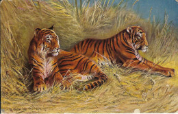 Zwei Tiger, Illustration, Signiert „M. Müller….“, Nicht Gelaufen - Tigers