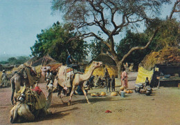 NIGER-- 1984--Scène Villageoise  ( Animée ,chameaux ) - Niger
