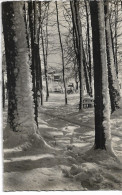 FORET SOUS LA NEIGE DU COTE VAL D ISERE ALPES D HUEZ D APRES LE VERSO - Árboles