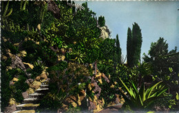 MONACO - JARDIN EXOTIQUE - L'ALLEE DES ALOES - Exotic Garden