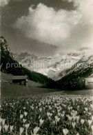 73712491 Steg Liechtenstein Alpenpark Steg Im Saminatal Mit Naafkopf Blumenwiese - Liechtenstein