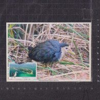 [Carte Maximum / Maximum Card /  Maximumkarte] Taiwan 2019 | White-breasted Waterhen - Picotenazas & Aves Zancudas